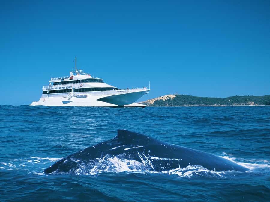 Moreton Island: Tangalooma Whale Watching & Dolphin Feeding - A full day from Brisbane to Moreton Island