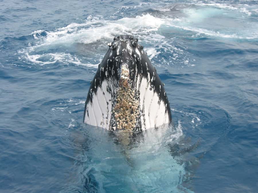 Moreton Island: Tangalooma Whale Watching & Dolphin Feeding - Three hours at sea looking for whales