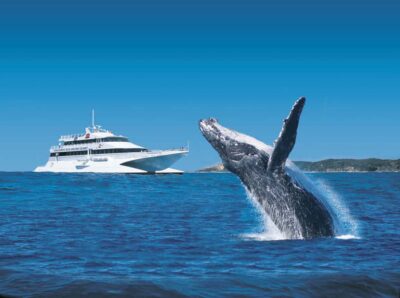 Moreton Island: Tangalooma Whale Watching & Dolphin Feeding