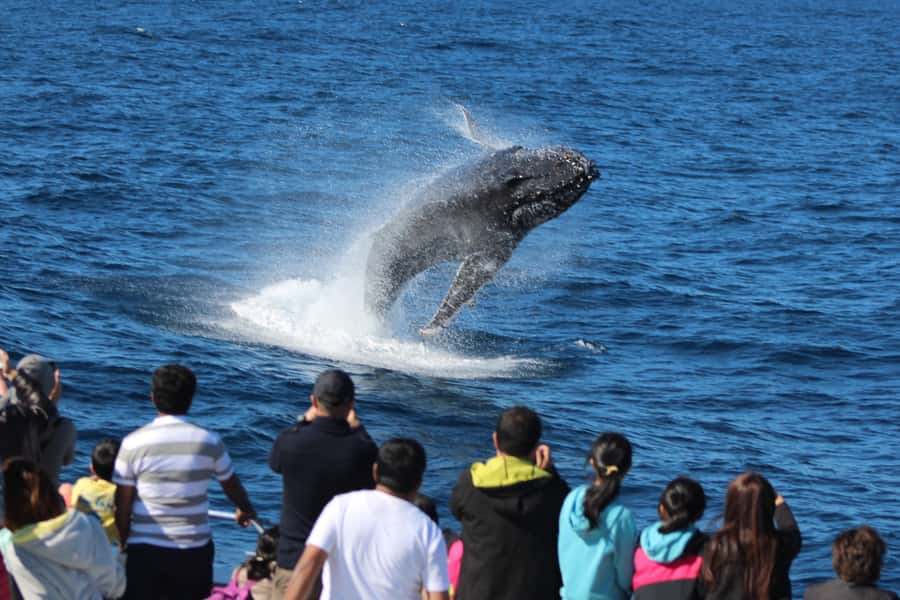 Moreton Island: Tangalooma Whale Watching & Dolphin Feeding - The dolphin program is brief but memorable