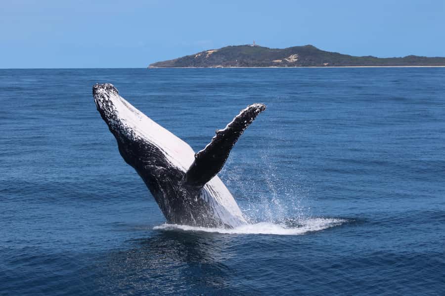 Moreton Island: Tangalooma Whale Watching & Dolphin Viewing - Why the whale cruise is the heart of the day