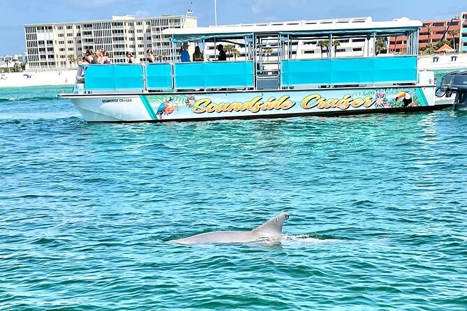 Morning Snorkel & Dolphin Adventure - The snorkeling stop: shallow, simple, and weather-dependent