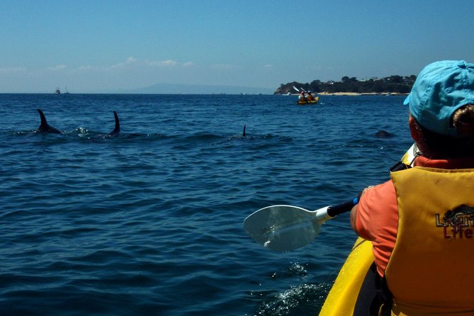 Mornington Peninsula Kayak Coastline Tour of Dolphin Sanctuary - Key points to know before booking