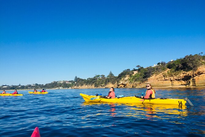 Mornington Peninsula Kayak Coastline Tour of Dolphin Sanctuary - What the wildlife promise really means