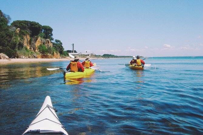 Mornington Peninsula Kayak Coastline Tour of Dolphin Sanctuary - The price and what you receive for $78.90