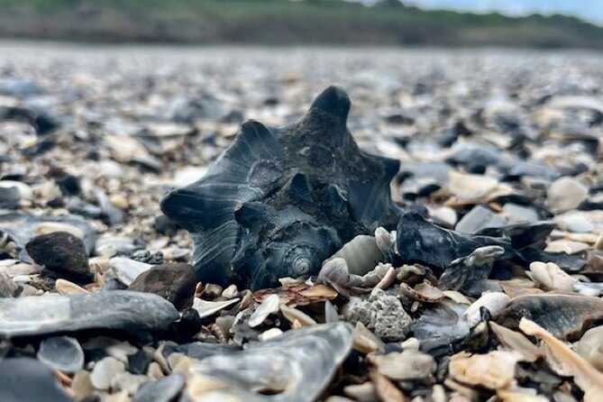 Morris Island Dolphin Cruise and Shelling Trip - Who will enjoy this trip most