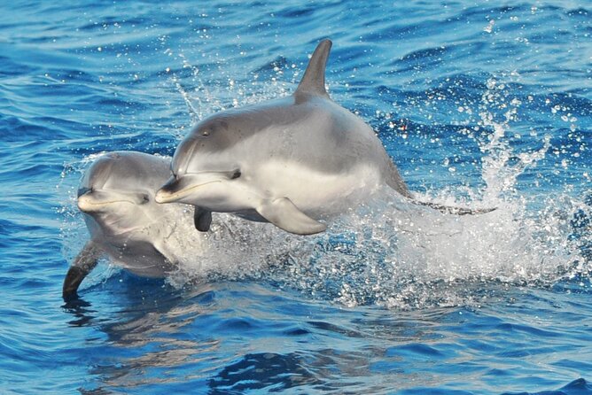 Morro Jable: 2 Hours Magic Dolphin & Whale watching with Drinks & Swim Stop. - Leaving Morro Jable in search of marine life