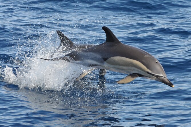 Morro Jable: 2 Hours Magic Dolphin & Whale watching with Drinks & Swim Stop. - Time with the animals can be brief