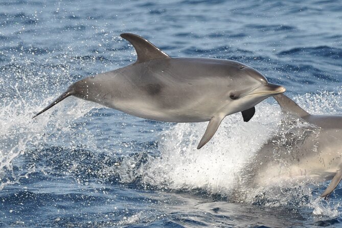 Morro Jable: 2 Hours Magic Dolphin & Whale watching with Drinks & Swim Stop. - Price, group size, and overall value