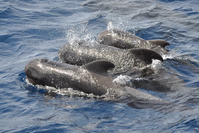 Morro Jable: 2 Hours Magic Dolphin & Whale watching with Drinks & Swim Stop. - Practical details that affect the day