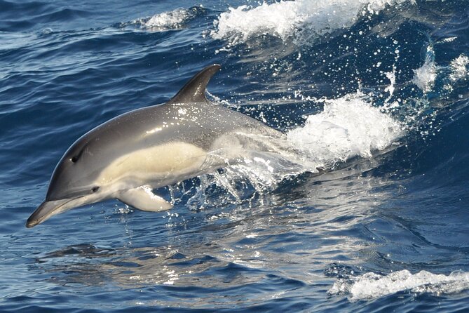 Morro Jable: 2 Hours Magic Dolphin & Whale watching with Drinks & Swim Stop. - Should you book the Magic Dolphin trip?