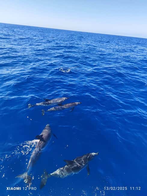 Morro Jable:Dolphin & Whale Watching Boat Tour & Snorkeling - Key points at a glance