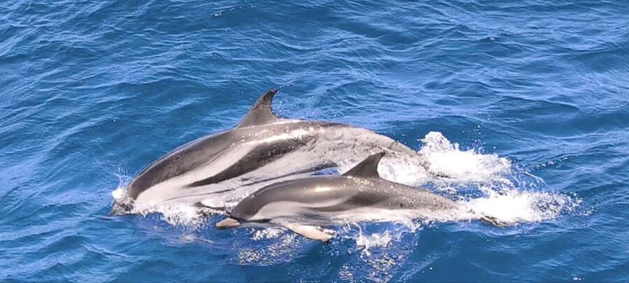 Morro Jable:Dolphin & Whale Watching Boat Tour & Snorkeling - What to know before you reserve