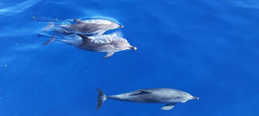 Morro Jable:Dolphin & Whale Watching Boat Tour & Snorkeling - Leaving Morro Jable at 10:00 or 12:30