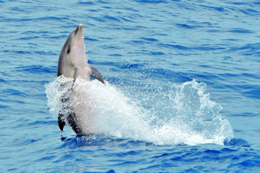 Morro Jable: Dolphin & Whale Watching Cruise, Drinks & Swim - Should you book the Magic Dolphin cruise?