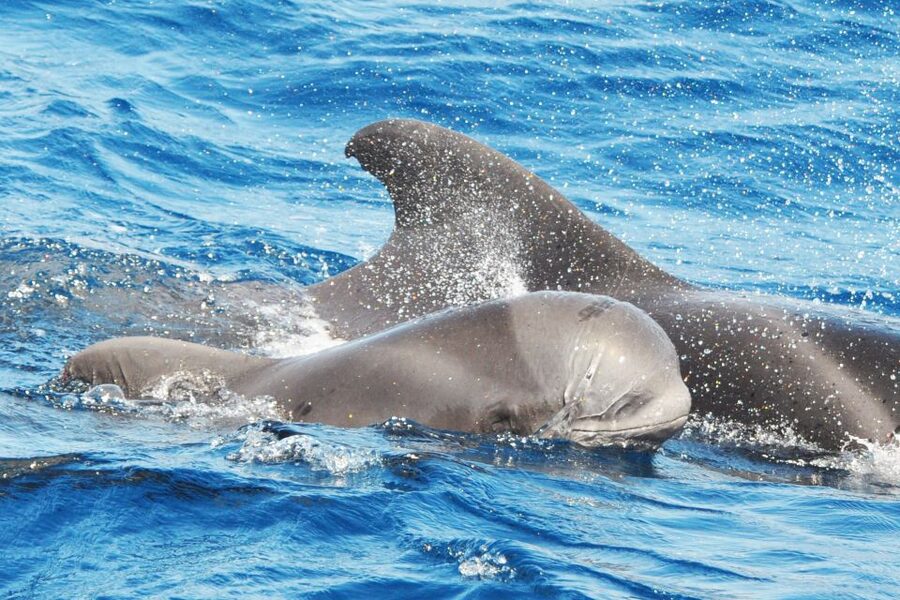 Morro Jable: Dolphin & Whale Watching Cruise, Drinks & Swim - The Jandia swim stop