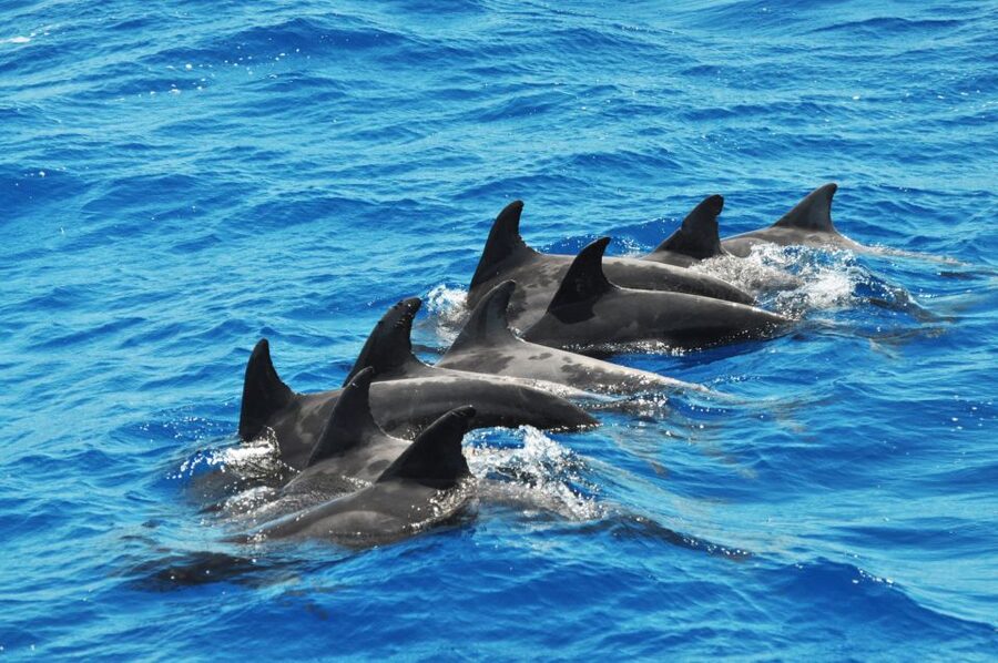 Morro Jable: Dolphin & Whale Watching Cruise, Drinks & Swim - Drinks, comfort, and what the two hours really mean