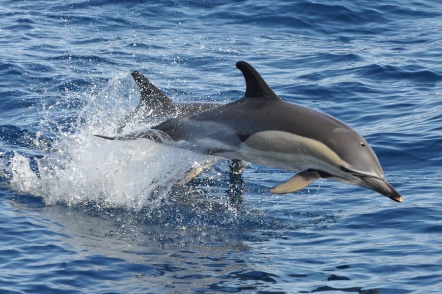 Morro Jable: Dolphin & Whale Watching Cruise, Drinks & Swim - Resort pickup or meeting at the port