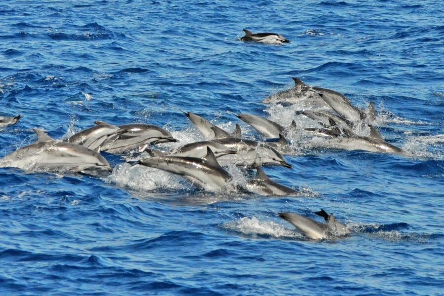 Morro Jable: Dolphin & Whale Watching Cruise, Drinks & Swim - Who will enjoy this trip most