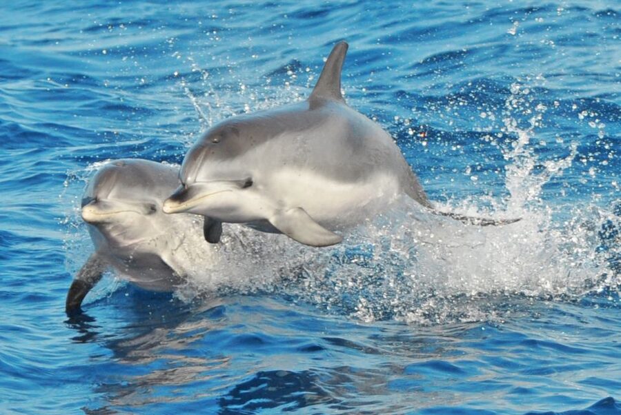 A pod of bottlenose dolphins riding the bow wave off Fuerteventura