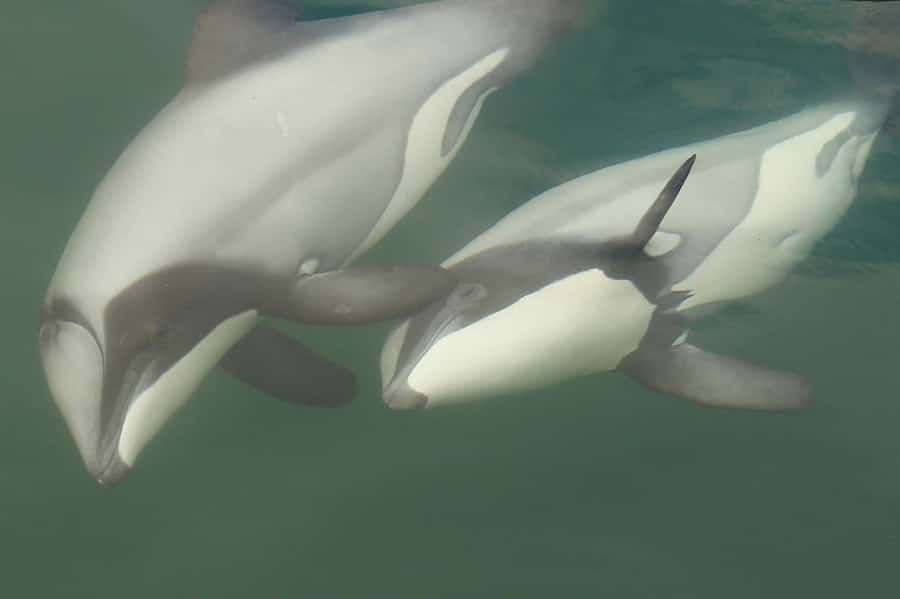 Motuara Island Sanctuary: Wildlife & Dolphin Watching Tour - From Picton waterfront into the Marlborough Sounds