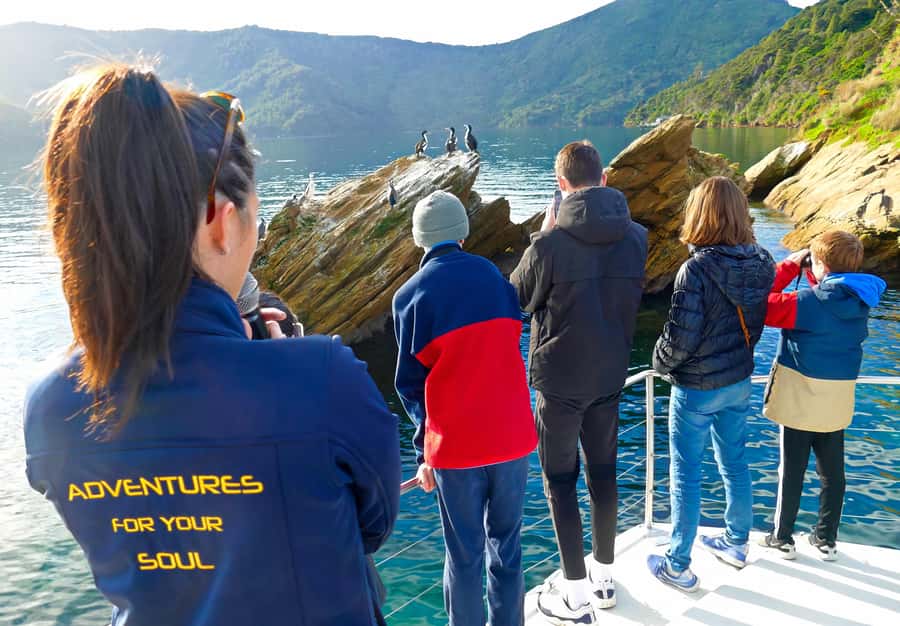 Motuara Island Sanctuary: Wildlife & Dolphin Watching Tour - Motuara Island and its rare native birds