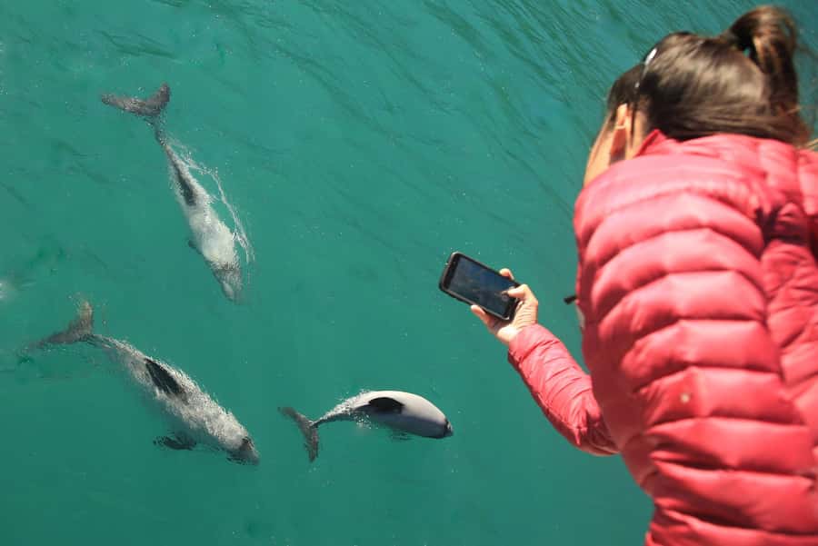 Motuara Island Sanctuary: Wildlife & Dolphin Watching Tour - Wildlife on the water: dolphins, seals, and seabirds