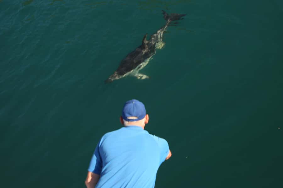 Motuara Island Sanctuary: Wildlife & Dolphin Watching Tour - Drinks, snacks, children, and practical comfort