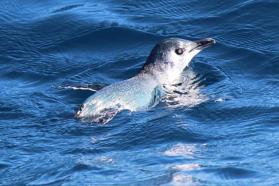 Motuara Island Sanctuary: Wildlife & Dolphin Watching Tour - Is $100 a fair price?