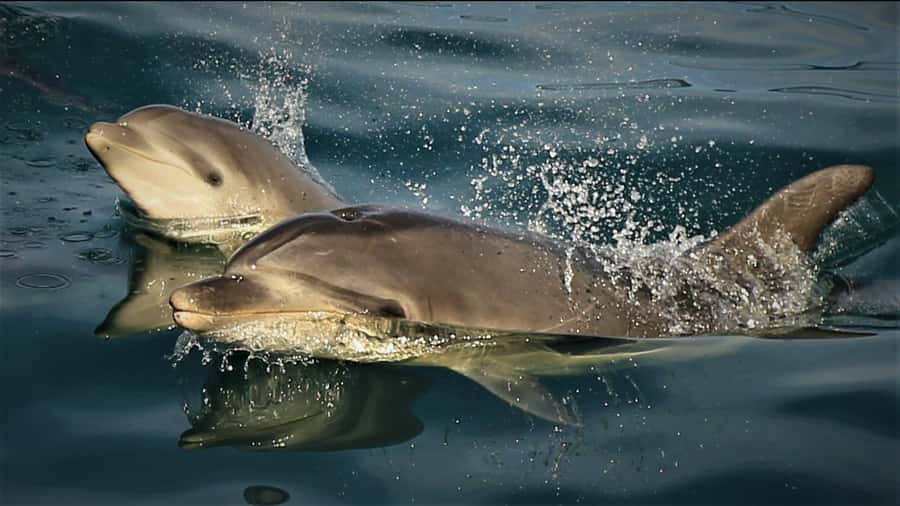 Motuara Island Sanctuary: Wildlife & Dolphin Watching Tour - Why the small boat and guide ratio matter