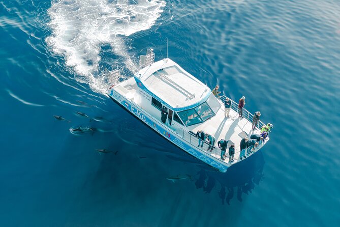 Motuara Wildlife Sanctuary Tour and Dolphin Cruise from Picton - Leaving Picton for Queen Charlotte Sound