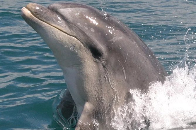 Motuara Wildlife Sanctuary Tour and Dolphin Cruise from Picton - Drinks, equipment and the small extras