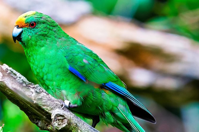 Motuara Wildlife Sanctuary Tour and Dolphin Cruise from Picton - Who will enjoy this tour most?
