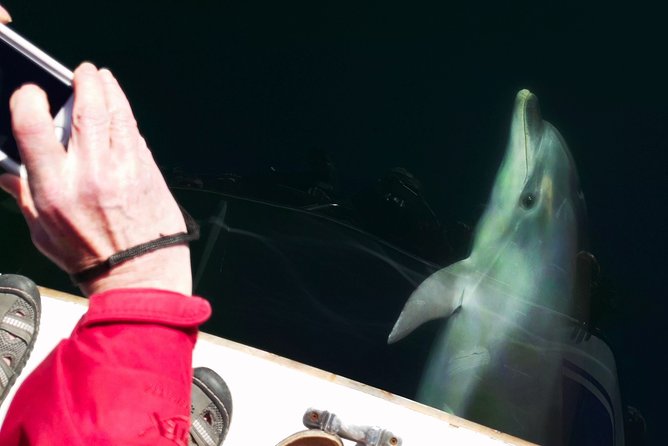Motuara Wildlife Sanctuary Tour and Dolphin Cruise from Picton - Booking, weather and cancellation details