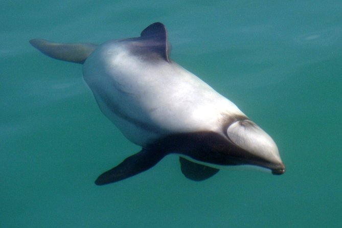 Motuara Wildlife Sanctuary Tour and Dolphin Cruise from Picton - Should you book the Motuara wildlife cruise?