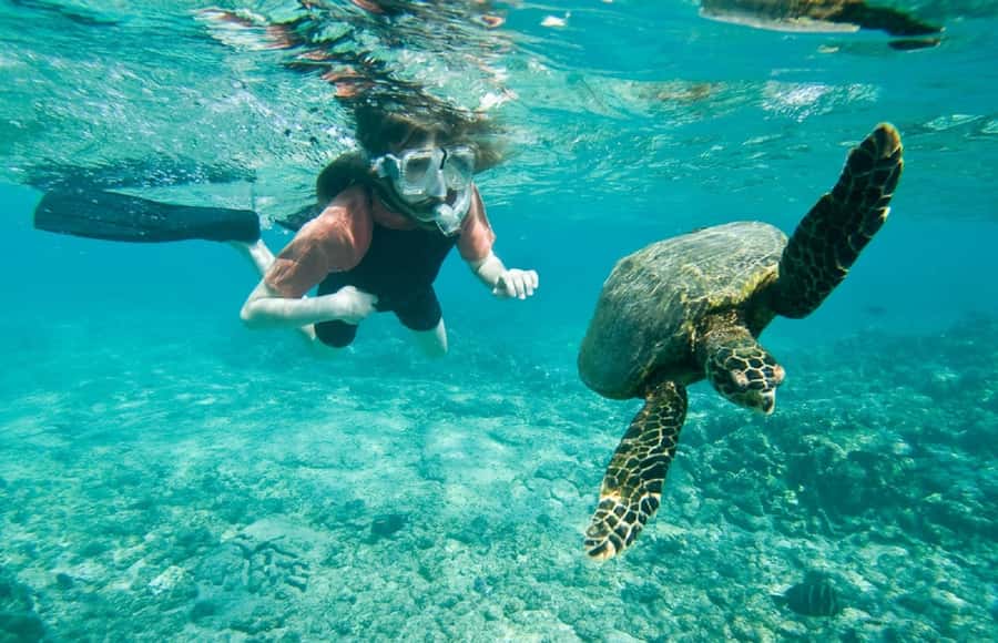 Muscat: 4-Hour Snorkeling Tour with Dolphin watching - A morning on Muscat’s open coast