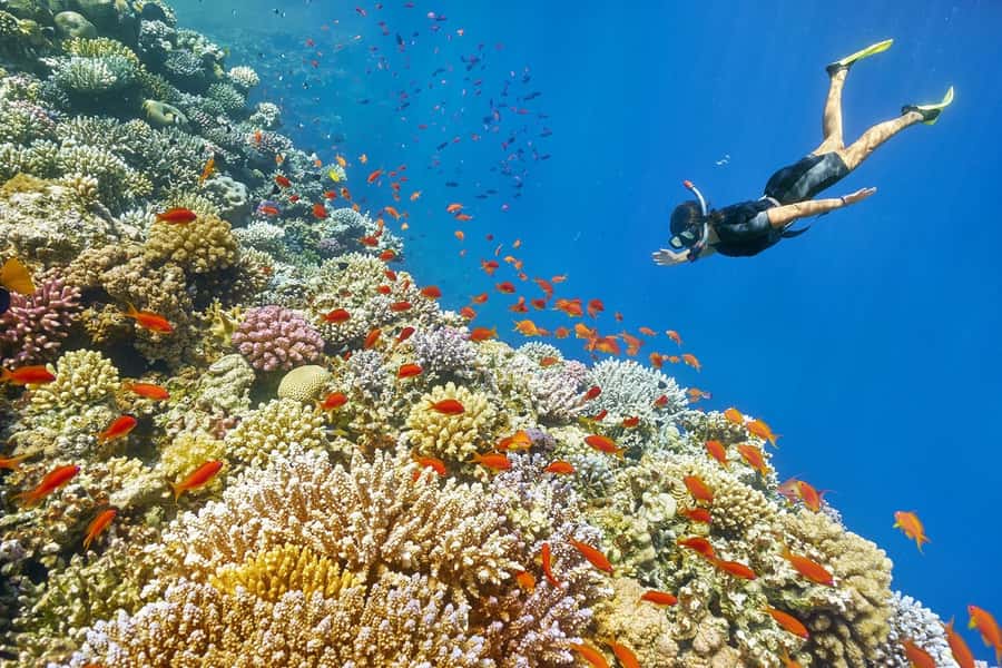 Muscat: 4-Hour Snorkeling Tour with Dolphin watching - The transfer from Muscat