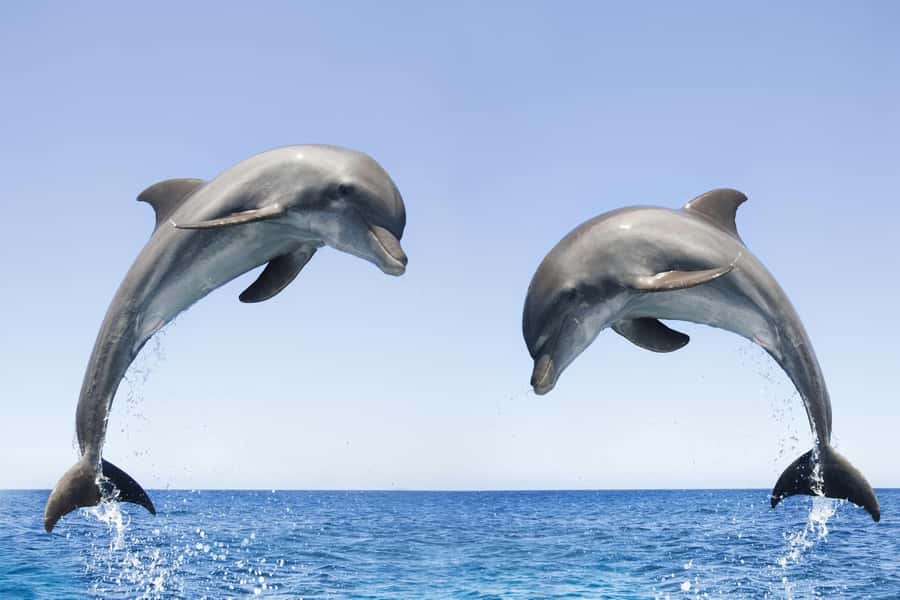 Muscat: 4-Hour Snorkeling Tour with Dolphin watching - Equipment, drinks, and the practical comfort level