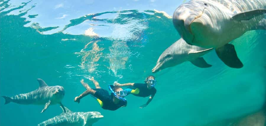 Muscat: 4-Hour Snorkeling Tour with Dolphin watching - Final decision: a good wildlife outing with sensible expectations