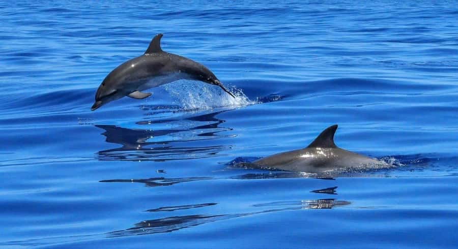 Muscat: Dolphin Watch & Snorkel Excursion - Key points at a glance