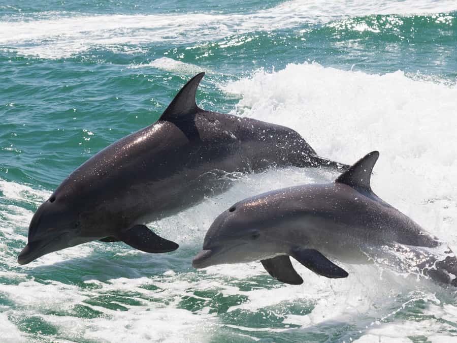 Muscat: Dolphin Watch & Snorkeling - Snorkeling conditions can make or break the second half