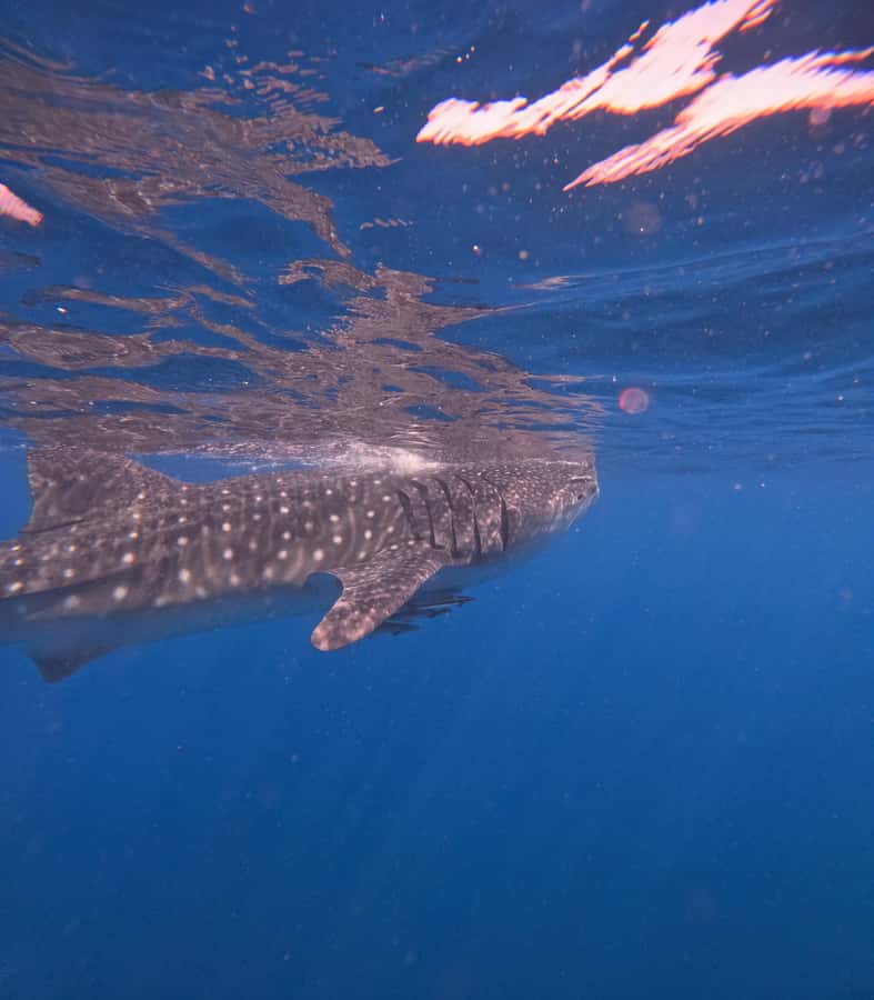 Muscat: Dolphin Watch & Snorkeling - Who will enjoy this most