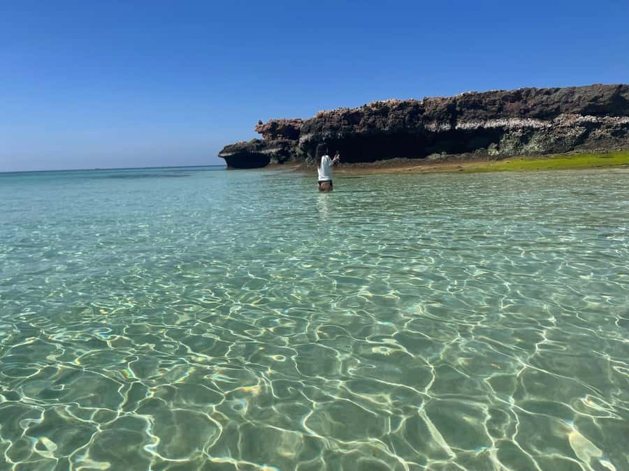 Muscat: Dolphin Watch & Snorkeling - Why the dolphin watching earns its place