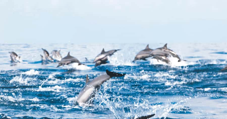 Muscat: Dolphin Watching and Snorkeling Tour - What the four-hour Muscat outing actually feels like