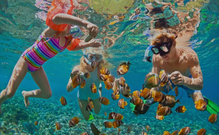 Muscat: Dolphin Watching and Snorkeling Tour - How the transport and pickup setup affects your day