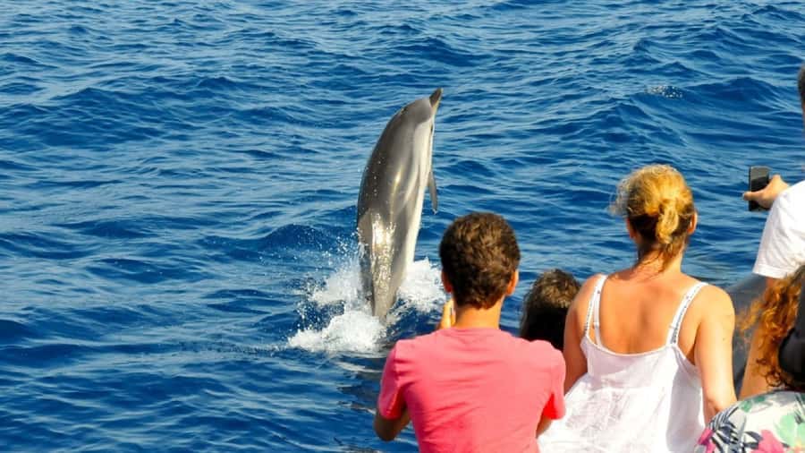 Muscat: Dolphin Watching and Snorkeling Tour - Practical tips for a smoother boat day
