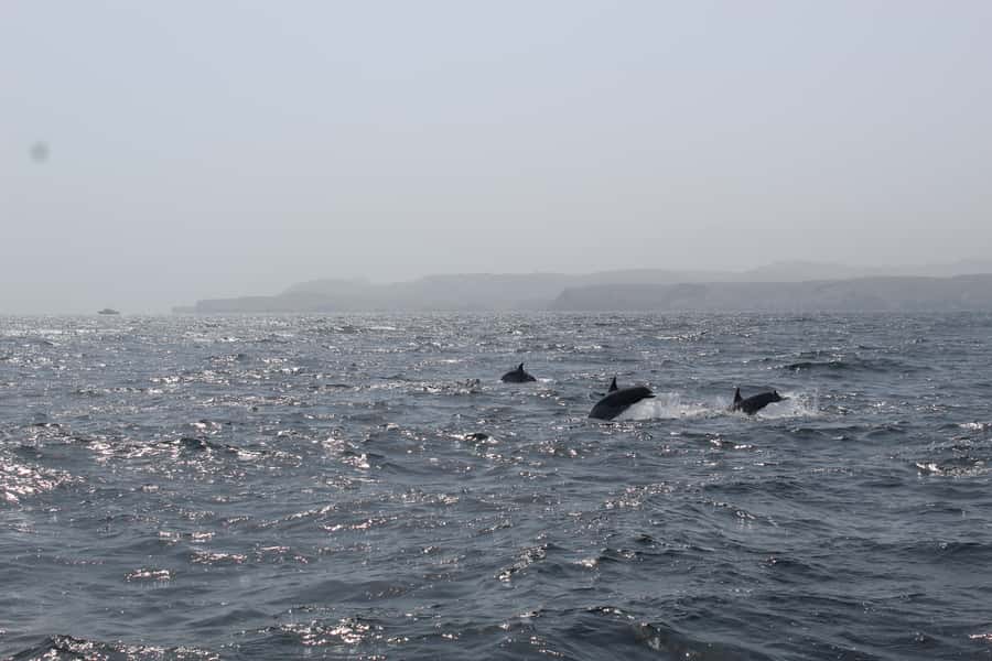 Muscat: Dolphin Watching and Snorkeling Tour By Speed Boat - Searching for dolphins from a speedboat
