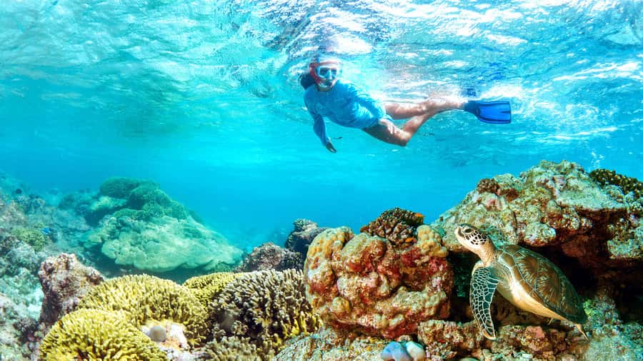 Muscat: Dolphin Watching and Snorkeling Tour - Snorkeling near Bandar Khiran Bay