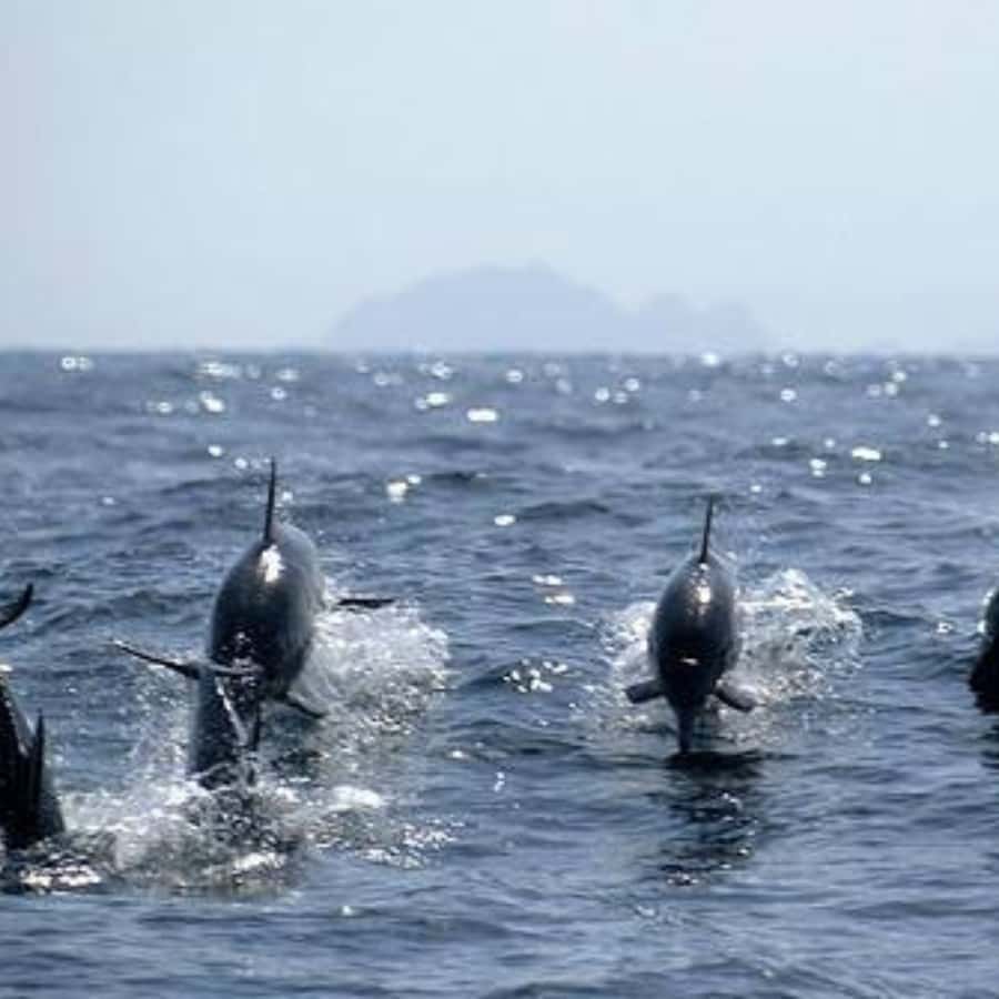 Muscat: Dolphin Watching and Snorkeling Trip - Setting out from Marina Bandar Al Rowdha