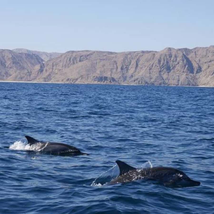 Muscat: Dolphin Watching and Snorkeling Trip - Who will get the most from this Muscat boat trip
